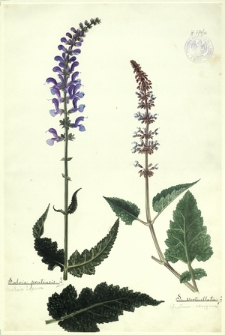 56. Salvia pratensis L. (Szałwia łąkowa), S. verticillata L. (Szałwia okręgowa)