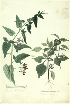 79. Solanum Dulcamara L. (Psianka słodkogorz), Solanum nigrum L. (Psianka czarna)