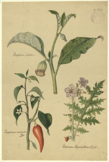 75. Scopolina lurida, Capsicum annum L., Solanum Pyracanthos Lamek.