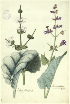 57. Salvia Aethopis L. (Szałwia), Salvia ianthina Otto. Dietr. (Szałwia).