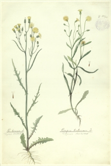 103. C. biennis L. (Pępawa dwuletnia), Crepis tectorum L. (Pępawa dachowa)