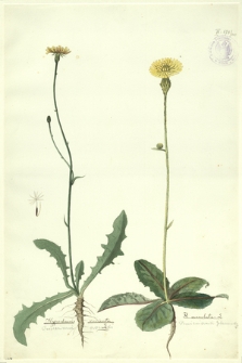 110. Hypochaeris radicata L. (Prosienicznik szorstki), H. maculata L. (Prosienicznik plamisty)
