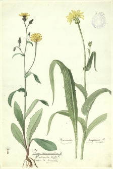 111. Pieris hieracioides L., P. ruderalis Willd., Crepis h. Lamarck, Scorzonera hispanica L. (Wężymord czarny korzeń)