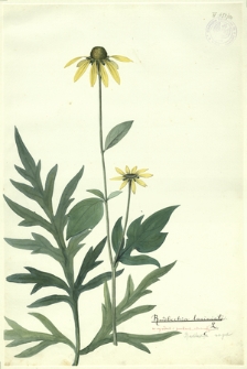 130. Rudbeckia laciniata L. (Rudbekja naga)