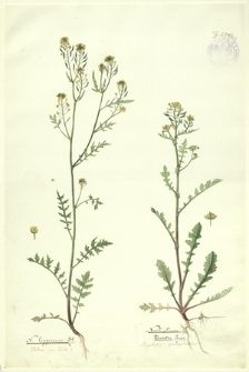 207. N. lippicense DC., Nasturtium terrestre Tausch. (Rukiew pospolita)