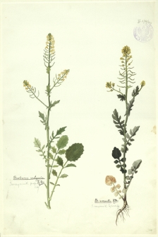 208. Barbarea vulgaris R. Br. (Gorczycznik pospolity), B. arcuata R. Br. (Gorczycznik łękowaty)