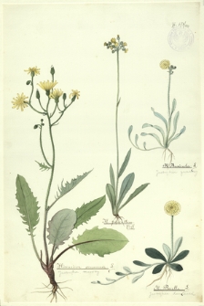 100. Hieracium murorum L. (Jastrzębiec murowany), H. praealtum Vill., H. Pilosella L. (Jastrzębiec kosmaczek), H. Auricula L. (Jastrzębiec gronkowy)