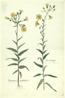 101. Hieracium umbellatum L. (Jastrzębiec baldaszkowy), H. sabaudum L. (Jastrzębiec sabaudzki)