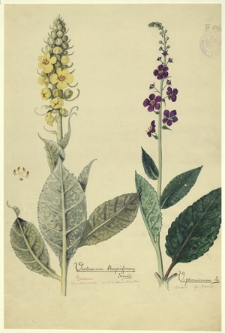 72. Verbascum thapsiforme Schrad. (Dziewanna wielkokwiatowa), V. phoeniceum L. (Dziew. fioletowa)