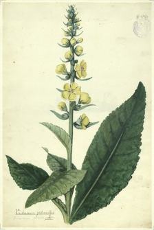 71. Verbascum phlomoides L. (Dziewanna kutnerowata)