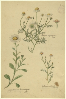 138. Anacyclus officinarum Hayne, Chrysanthemum Leucanthemum L. (Złocień właściwy), Anthemis nobilis L. (Rumian szlachetny)