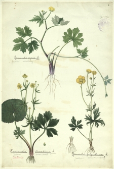 33. Ranunculus repens L. (Jaskier rozesłany), Ranunculus Cassubicus L. (Jaskier kaszubski), Ranunculus polyanthemos L. (Jaskier wielokwiatowy)
