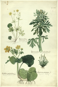 34. Ranunculus auricomus L. (Jaskier różnolistny), Ranunculus sceleratus L. (Jaskier jadowity), Caltha palustris L. (Knieć błotna), Myosurus minimus L. (Mysiurek drobny)