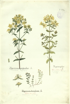 240. Hypericum perforatum L. (Dziurawiec zwyczajny), Hypericum humifusum L. (Dziurawiec rozesłany), H. quadrangulum (Dziurawiec czterograniasty)