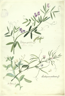 264. Lathyrus palustris L. (Lędźwian błotny), L. ochrus L., Lathyrus sativus L.