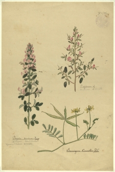 250. Ononis hircina Jacq. (Wilżyna bezbronna), O. spinosa L. (Wilżyna ciernista), Securigera Coronilla D.C.