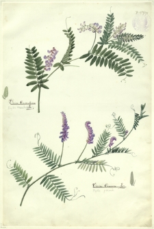 273. Vicia Cassubica L. (Wyka Kaszubska), Vicia Cracca L. (Wyka ptasia)