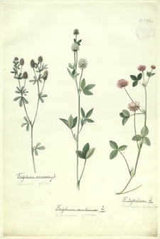 265. Trifolium arvense L. (Koniczyna polna), Trifolium montanum L. (Koniczyna górska), T. hybridum L. (Koniczyna białoróżowa)