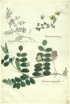 261. Astragalus arenarius L. (Traganek piaskowy), Lotus corniculatus L. (Komonica zwyczajna), Astragalus glycyphyllos L. (Traganek szerokolistny)
