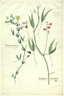 263. Lathyrus pratensis L. (Lędźwian żółty), Lathyrus silvestris L. (Lędźwian leśny)