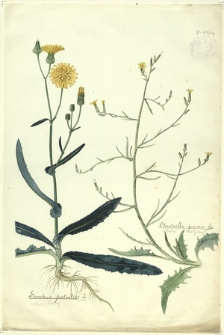 104. Sonchus palustris L. (Mlecz błotny), Chondrilla juncea L. (Utwar sztywny)