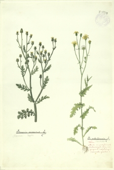 129. Senecio viscosus L. (Starzec lepki), S. nebrodensis L. (Starzec)