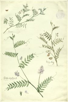 271. Ervum, Ervum Lens L. (Soczewica jadalna), Vicia silvatica L. (Wyka leśna)