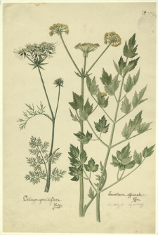 164. Orlaya grandiflora Hoffm., Levisticum officinale Koch. (Lubczyk ogrodowy)