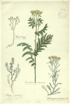 145. Filago minima Fries. (Nicennica drobna), Filago arvensis L. (Nicennica polna), Tanacetum vulgare L. (Wrotycz posp.), Helichrysum arenarium D.C. (Kocanki piaskowe)