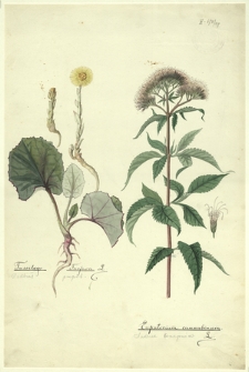 147. Tussilago Farfara L. (Podbiał pospol.), Eupatorium cannabinum L. (Sadziec Konopnica)
