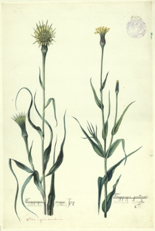 113. Tragopogon majus Jacq. (Kozibród wielki), Tragopogon pratense L. (Kozibród łąkowy)