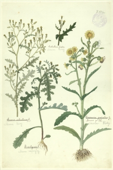 128. Senecio silvaticus L. (Starzec leśny), S. vulgaris L. (Starzec zwyczajny), S. silvaticus f. nuda (Starzec lesny), Cineraria palustris L., Senecio p. DC. (Starzec błotny)