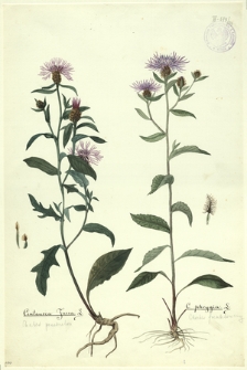 124. Centaurea jacea L. (Chaber przestrzelon), C. phrygia L. (Chaber frendzlowany)