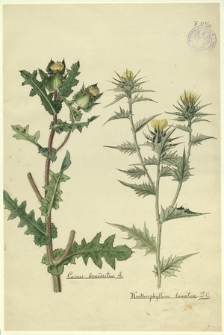 121. Cnicus benedictus L., Kenthrophyllum lanatum D.C.
