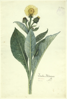 133. Inula Helenium L. (Oman wielki)