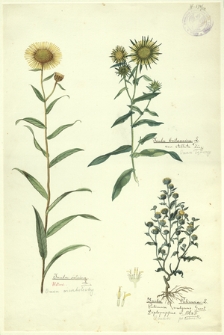 132. Inula salicina L. (Oman wierzbolistny), Inula britannica L. (Oman łąkowy), Inula Pulicaria L., Pulicaria vulgaris Gaert. (Oman płesznik)