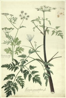167. Coriandrum sativum L. (Kolendra siewna), Conium maculatum L. (Szczwół plamisty)