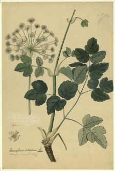 162. Laserpitium latifolium L. (Okrzyn szerokolistny)