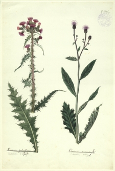 118. Cirsium palustre Scop. (Ostrożeń błotny), Cirsium arvense L. (Ostrożeń polny)