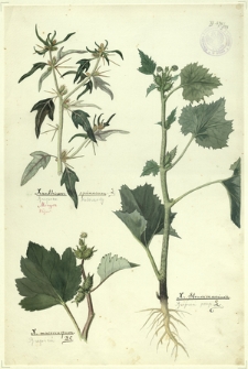 148. Xanthium spinosum L. (Rzepień kolczasty), X. macrocarpum D.C. (Rzepień), X. Strummarium L. (Rzepień posp.)