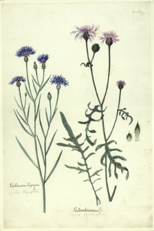 125. Centaurea Cyanus L. (Chaber bławatek), C. scabiosa L. (Chaber drjakiewnik)