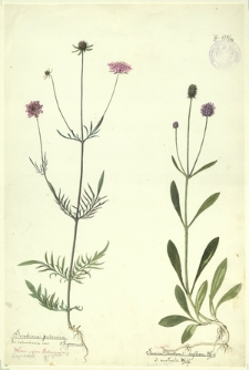 98. Scabiosa palonica Symonowicz, Sc. columbaria var. (Drjakiew gołębia), Succisa (Scabiosa) inflexa Kluk., S. australis Wulf. (Czarcikęs)