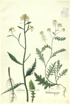 205. Nasturtium amphibium R. Br. (Rukiew ziemnowodna), Nasturtium anceps Rchnbch.