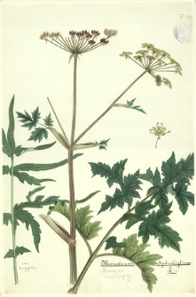 171. Heracleum Sphondylium L. (Barszcz zwyczajny)