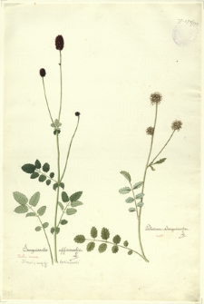 282. Sanguisorba officinalis L. (Krwiściąg lekarski), Poterium Sanguisorba