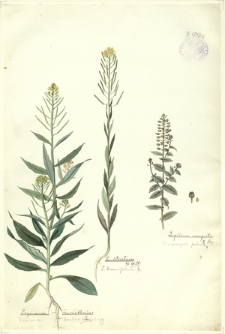 212. Erysimum cheiranthoides L. (Pszonak drobnokwiatowy), E. strictum Fl. Welt., E. hieracifolium R. Br. (Pieprzyca polna)