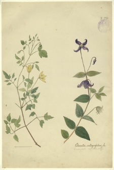 37. Clematis integrifolia L. (Powojnik całolistny)