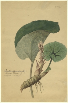 149. Petasites officinalis Mönch., Tussilago Petasites L. (Lepiężnik różowy)