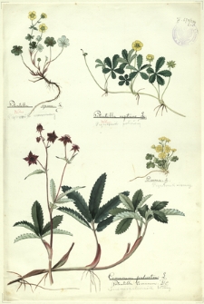 284. Potentilla opaca L. (Pięciornik czerwonawy), Potentilla reptans L. (Pieciornik położony), P. verna L. (Pięciornik wiosenny), Comarum palustre L., Potentilla comarum DC. (Siedmiopalecznik błotny)