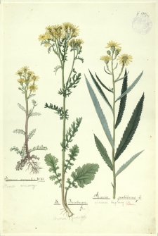 127. Senecio vernalis W. Kit. (Starzec wiosenny), S. Jacobaea L. (Starzec Jakóbek), Senecio paludosus L. (Starzec bagienny)